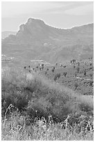 Grasses, agaves, and mountains. Mexico (black and white)