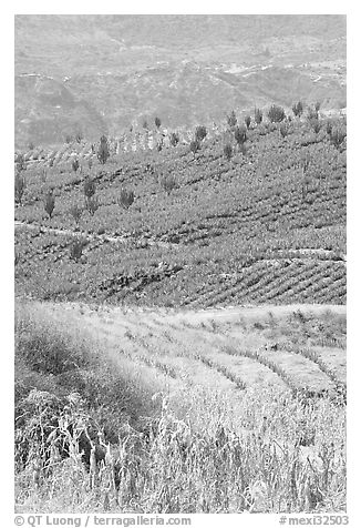 Blue agave field on hillside. Mexico