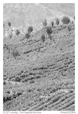 Cactus amongst blue agaves. Mexico (black and white)