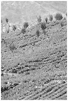 Cactus amongst blue agaves. Mexico (black and white)