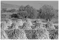 Stacks of corn hulls. Mexico ( black and white)