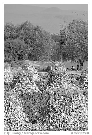 Man sitting beneath a tree near a field with stacks of corn hulls. Mexico