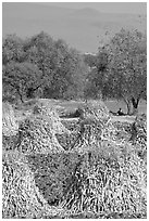 Man sitting beneath a tree near a field with stacks of corn hulls. Mexico (black and white)