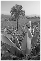 Banana trees, palm tree, and tobbaco field. Mexico (black and white)