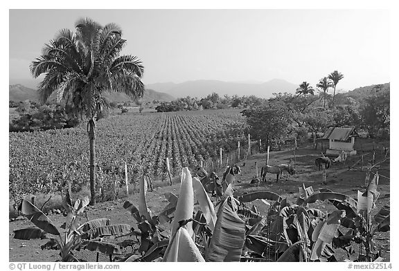 Rural scene with banana trees, palm tree, horses, and  field. Mexico (black and white)