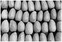 Cherimoya fruit. Baja California, Mexico (black and white)