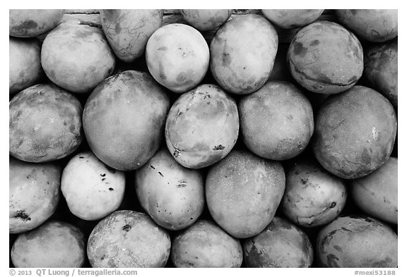 Mango fruit. Baja California, Mexico (black and white)