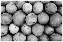 Mango fruit. Baja California, Mexico (black and white)