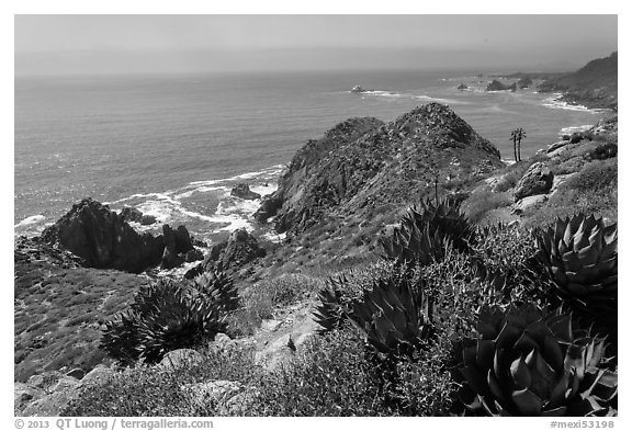 Succulent plants and Pacific coastline. Baja California, Mexico (black and white)