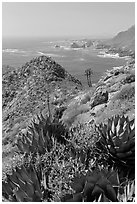 Succulents and rocky coastline. Baja California, Mexico (black and white)