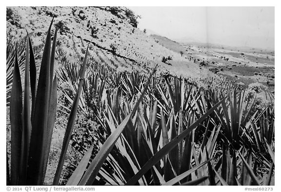 Agaves and pictures of landscape. Cozumel Island, Mexico (black and white)