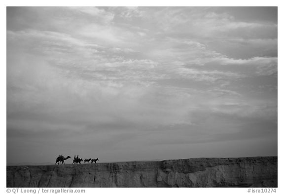 Men riding donkeys leading a camel at sunset, Judean Desert. West Bank, Occupied Territories (Israel) (black and white)