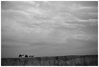 Men riding donkeys leading a camel at sunset, Judean Desert. West Bank, Occupied Territories (Israel) (black and white)