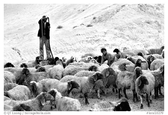 Man and girl feeding water to a hard of sheep, Judean Desert. West Bank, Occupied Territories (Israel)