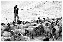 Man and girl feeding water to a hard of sheep, Judean Desert. West Bank, Occupied Territories (Israel) ( black and white)