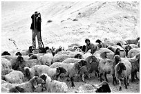 Man and girl feeding water to a hard of sheep, Judean Desert. West Bank, Occupied Territories (Israel) (black and white)