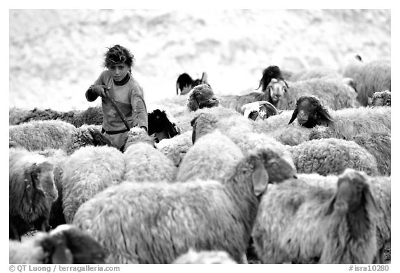 Bedouin girl feeding water to a hard of sheep, Judean Desert. West Bank, Occupied Territories (Israel) (black and white)