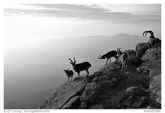 Mountain ibex on the rim of Wadi Ruman  Crater, sunrise. Negev Desert, Israel (black and white)