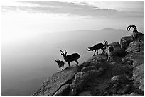 Mountain ibex on the rim of Wadi Ruman  Crater, sunrise. Negev Desert, Israel (black and white)