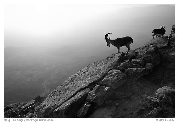 Mountain ibex on the rim of Maktesh Ramon Crater, sunrise. Negev Desert, Israel (black and white)