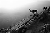 Mountain ibex on the rim of Maktesh Ramon Crater, sunrise. Negev Desert, Israel (black and white)