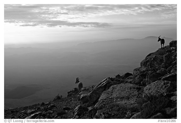 Ibex on the rim of Wadi Ruman (Maktesh Ramon) Crater, sunrise. Negev Desert, Israel