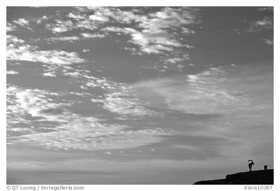 Clouds and Ibex, Maktesh Ramon (Wadi Ruman) Crater. Negev Desert, Israel (black and white)