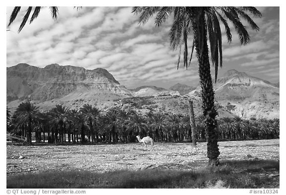 Camel and Oasis. Israel (black and white)