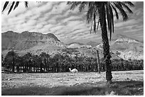 Camel and Oasis. Israel (black and white)
