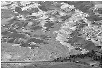 Desert and palm trees. Israel ( black and white)