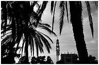 Palm tree and tower, Jaffa, Tel-Aviv. Israel ( black and white)