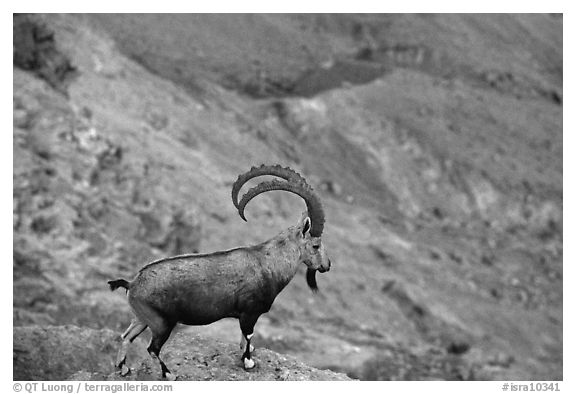 Ibex, Ramon crater. Negev Desert, Israel (black and white)