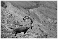 Ibex, Ramon crater. Negev Desert, Israel ( black and white)