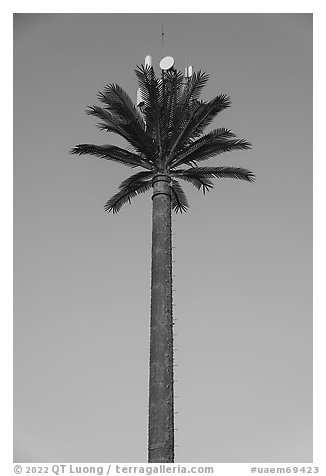 Cell tower shaped as palm tree. United Arab Emirates (black and white)