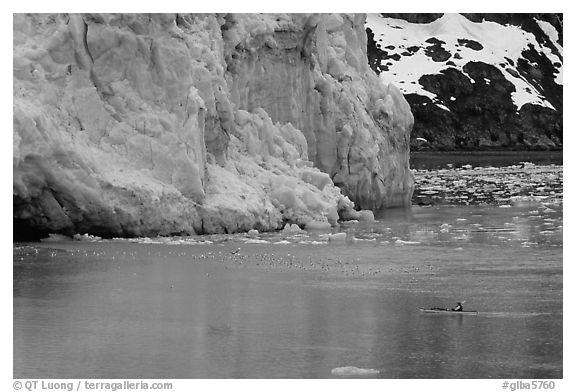 Kayaker dwarfed by the front of Lamplugh Glacier. Glacier Bay National Park, Alaska