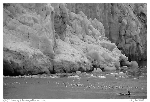 Kayaker bellow  the front of Lamplugh Glacier. Glacier Bay National Park, Alaska