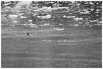 Kayaker paddling amongst icebergs. Glacier Bay National Park, Alaska (black and white)