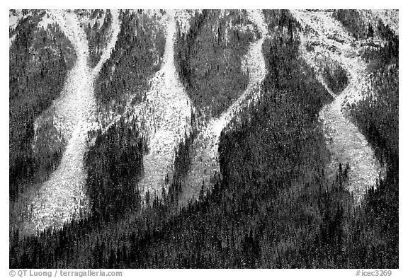 Avalanche gullies. Canada