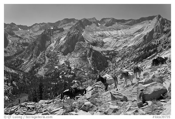Pack horses on trail above Le Conte Canyon. Kings Canyon National Park, California