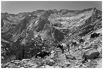 Pack horses on trail above Le Conte Canyon. Kings Canyon National Park, California (black and white)