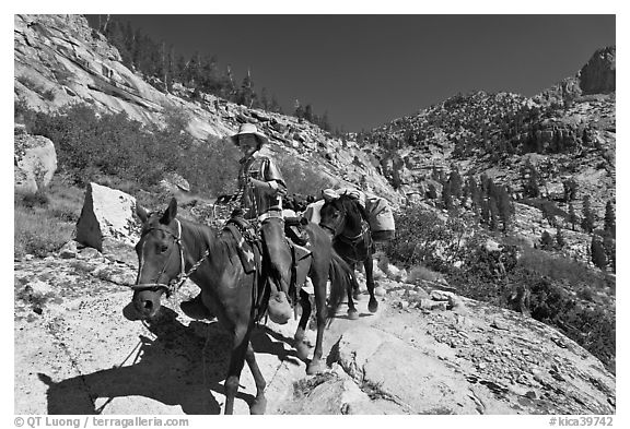 Man driving a pack of horses on trail, lower Dusy Basin. Kings Canyon National Park, California