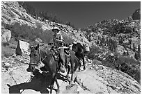 Man driving a pack of horses on trail, lower Dusy Basin. Kings Canyon National Park, California (black and white)