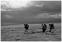 Three backpackers walk on a ridge in the tundra. Lake Clark National Park, Alaska (black and white)