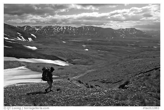 Backpackers walking down on a carpet of alpine flowers towards Twin Lakes. Lake Clark National Park, Alaska