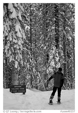 Hiker on snowshoes entering Tuolumne Grove in winter. Yosemite National Park, California