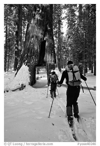 Skiers approaching the California Tunnel Tree, Mariposa Grove. Yosemite National Park, California