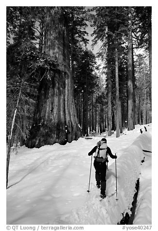 Backcountry skier at the base of Giant Sequoia trees, Mariposa Grove. Yosemite National Park, California