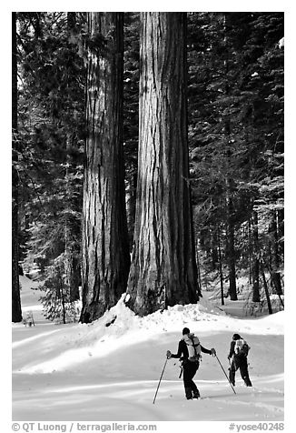 Cross-country skiers at the base of Giant Sequoia trees, Mariposa Grove. Yosemite National Park, California