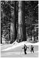 Cross-country skiers at the base of Giant Sequoia trees, Mariposa Grove. Yosemite National Park, California (black and white)