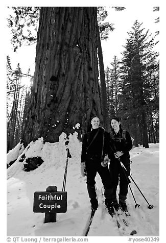 Skiers in front of the tree named Faithful couple tree in winter. Yosemite National Park, California